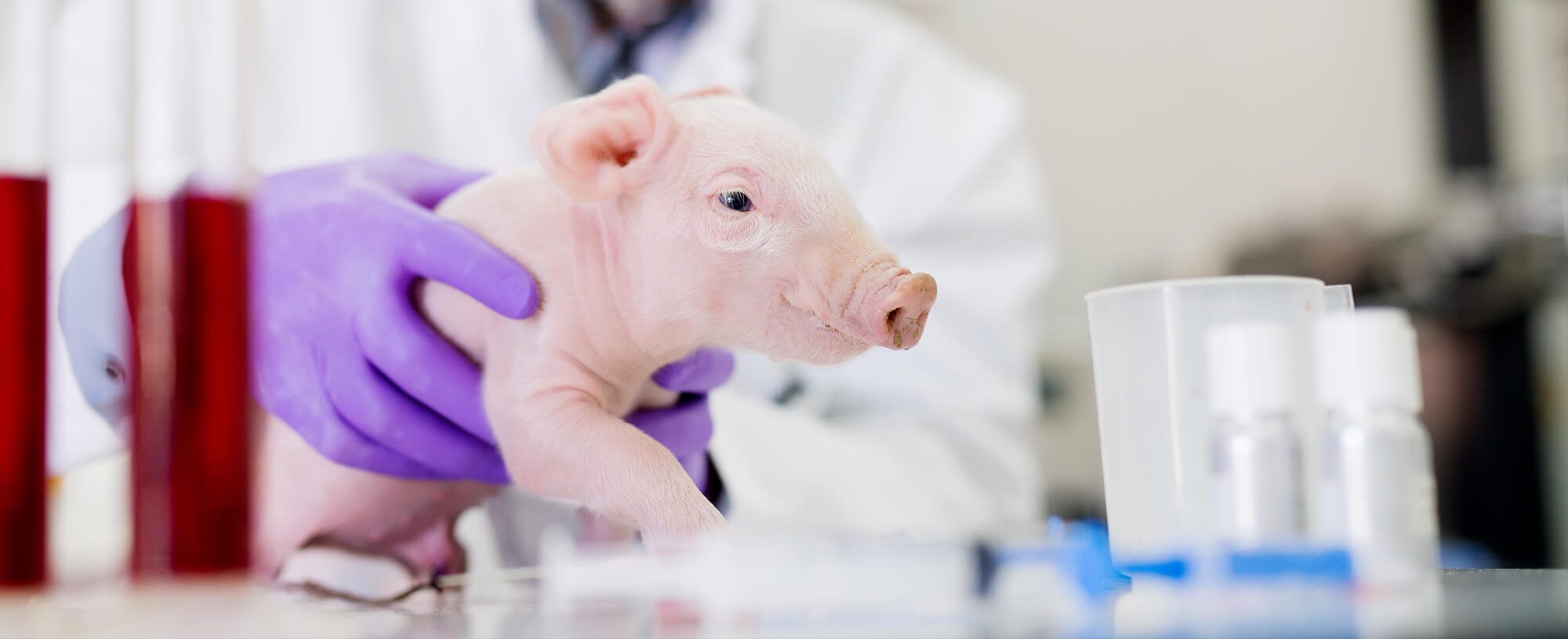 Cochon manipulé en laboratoire